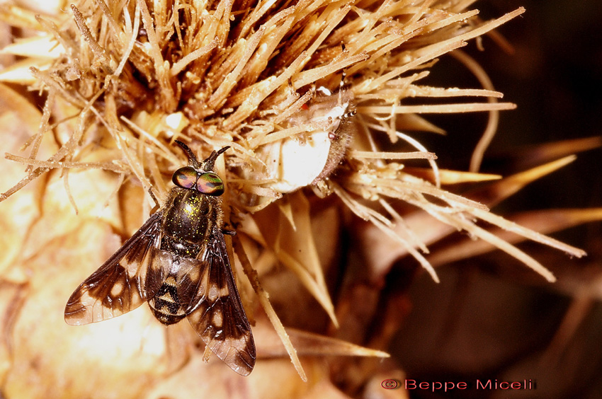 Chrysops relictus